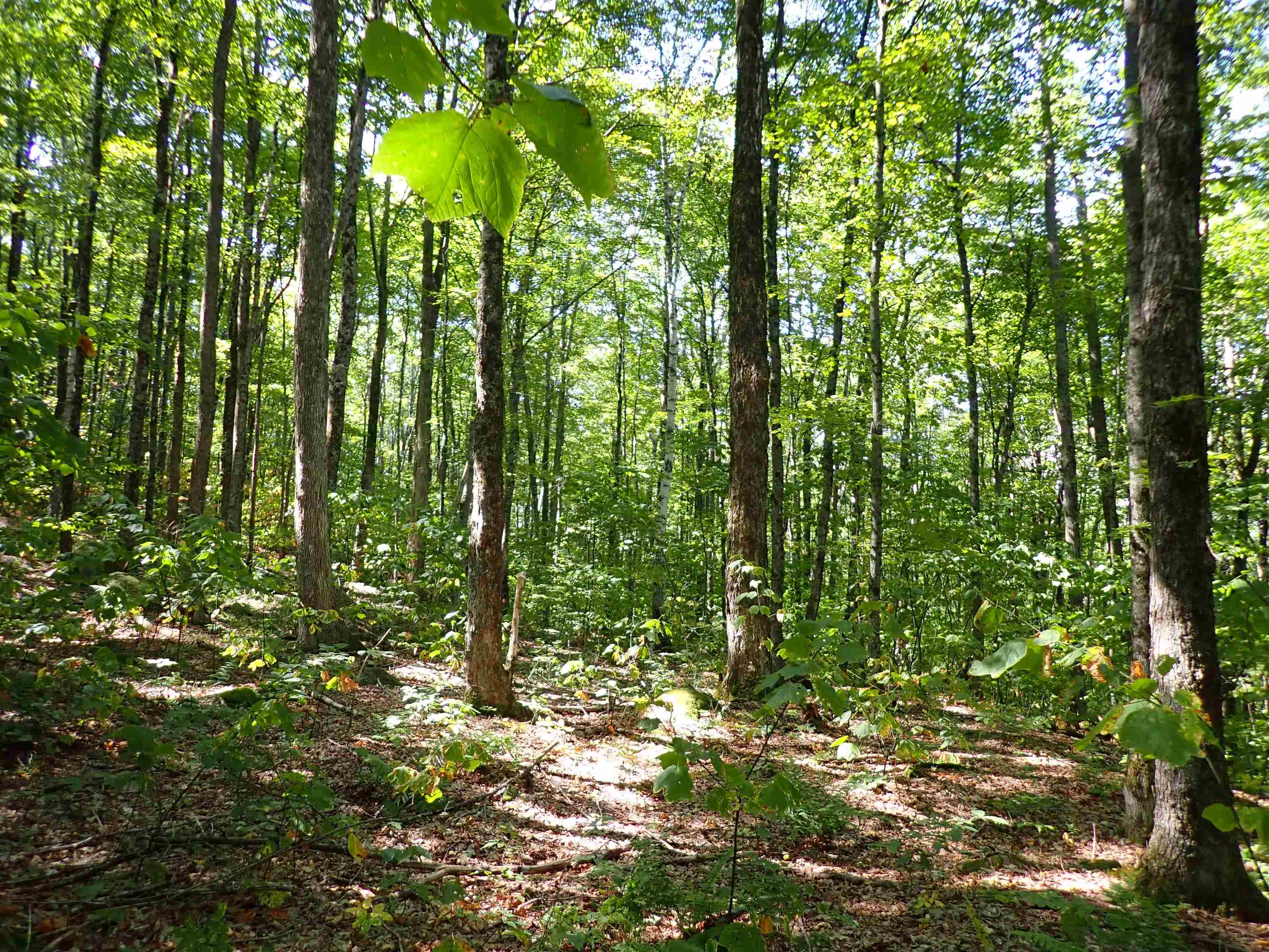 2758 Graniteville Road Williamstown, VT 05654 - Photo 4 of 10 Gallery Image 4