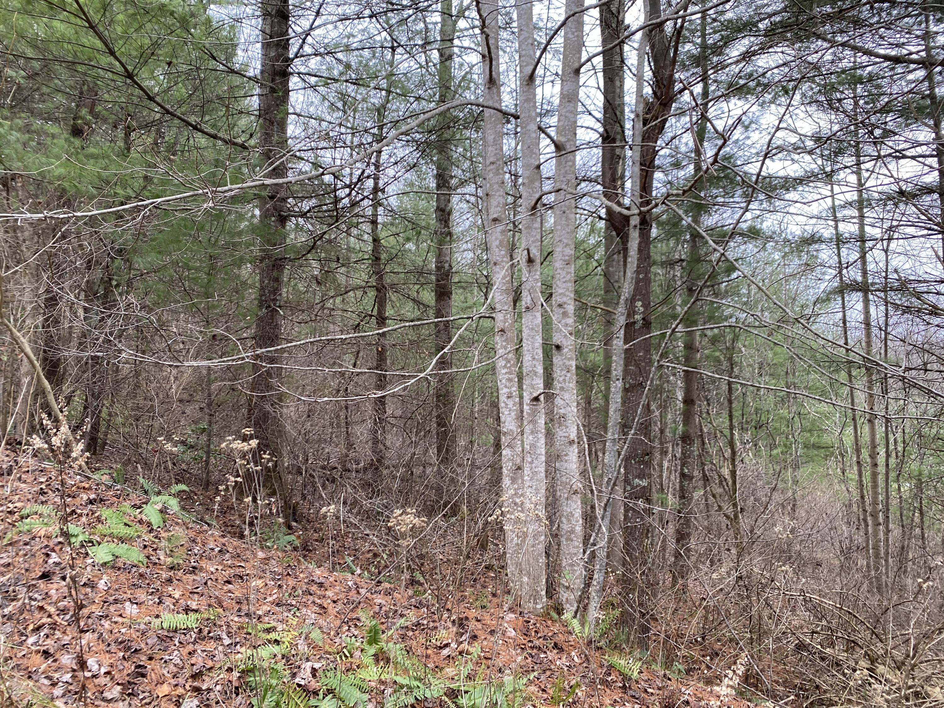 Tbd Tbd Buntontown & Norris Road Butler, TN 37640 - Photo 11 of 25 39AFADDD-A64C-4F54-9A1A-2CBA361A8F96