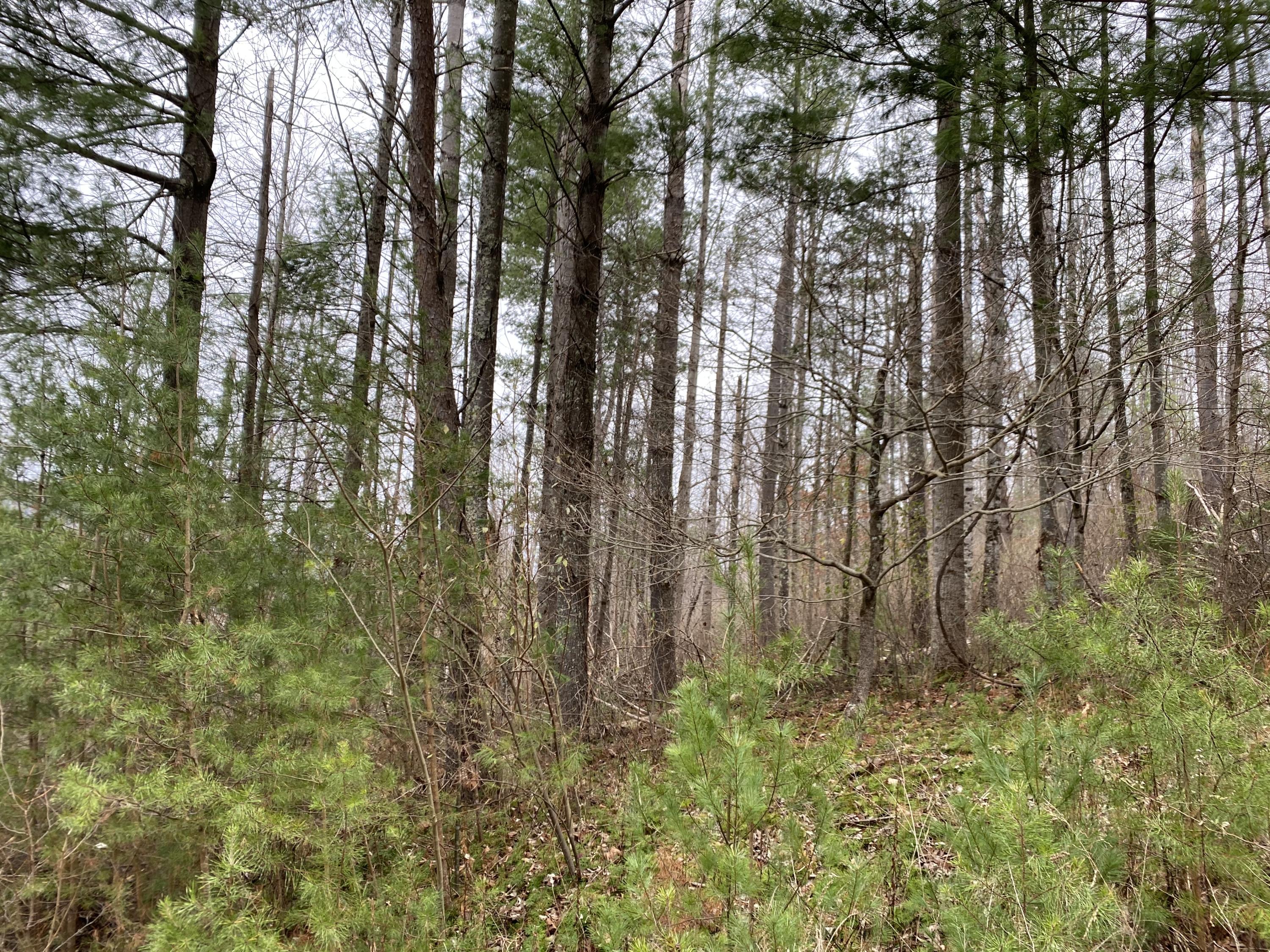 Tbd Tbd Buntontown & Norris Road Butler, TN 37640 - Photo 17 of 25 E01E0F01-A45F-44A0-B71C-CC52568F7A5B