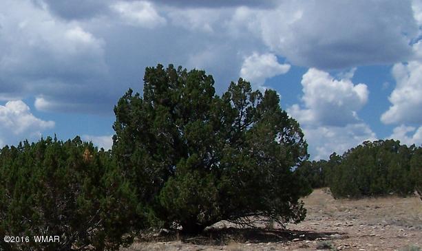 12 Sec 12 T14n R16e;se4 Ne4 Sw4 Heber, AZ 85928 - Photo 1 of 5