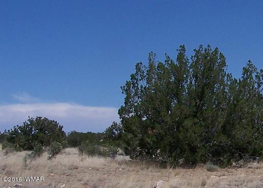 12 Sec 12 T14n R16e;se4 Ne4 Sw4 Heber, AZ 85928 - Photo 3 of 5