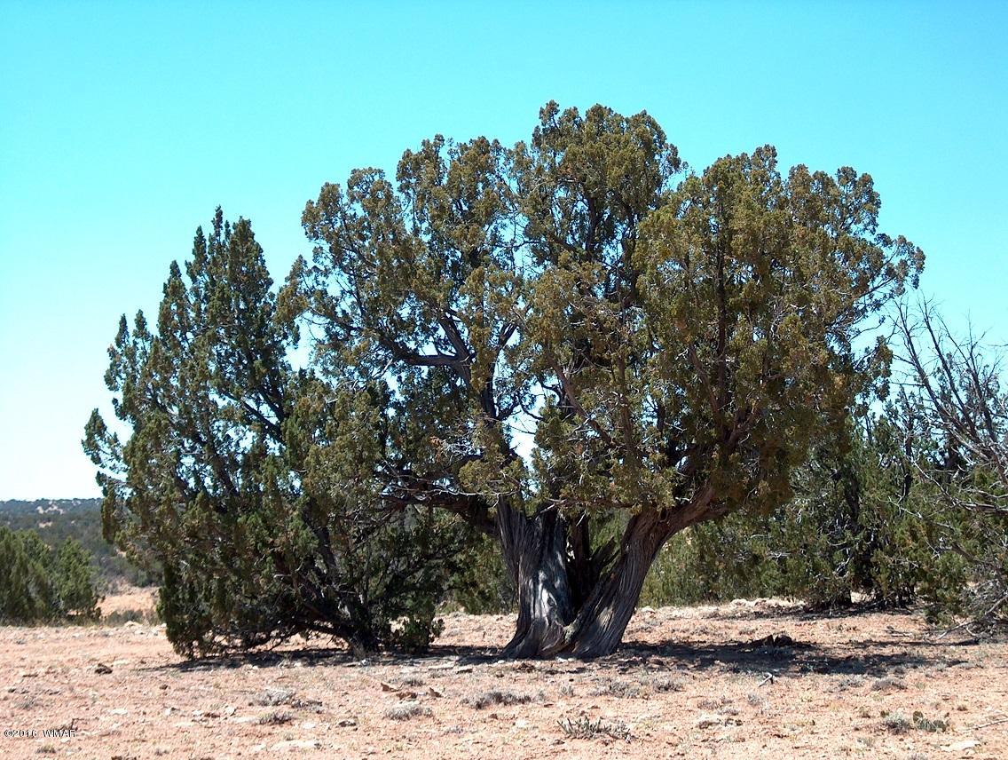 12 Sec 12 T14n R16e;se4 Ne4 Sw4 Heber, AZ 85928 - Photo 4 of 5