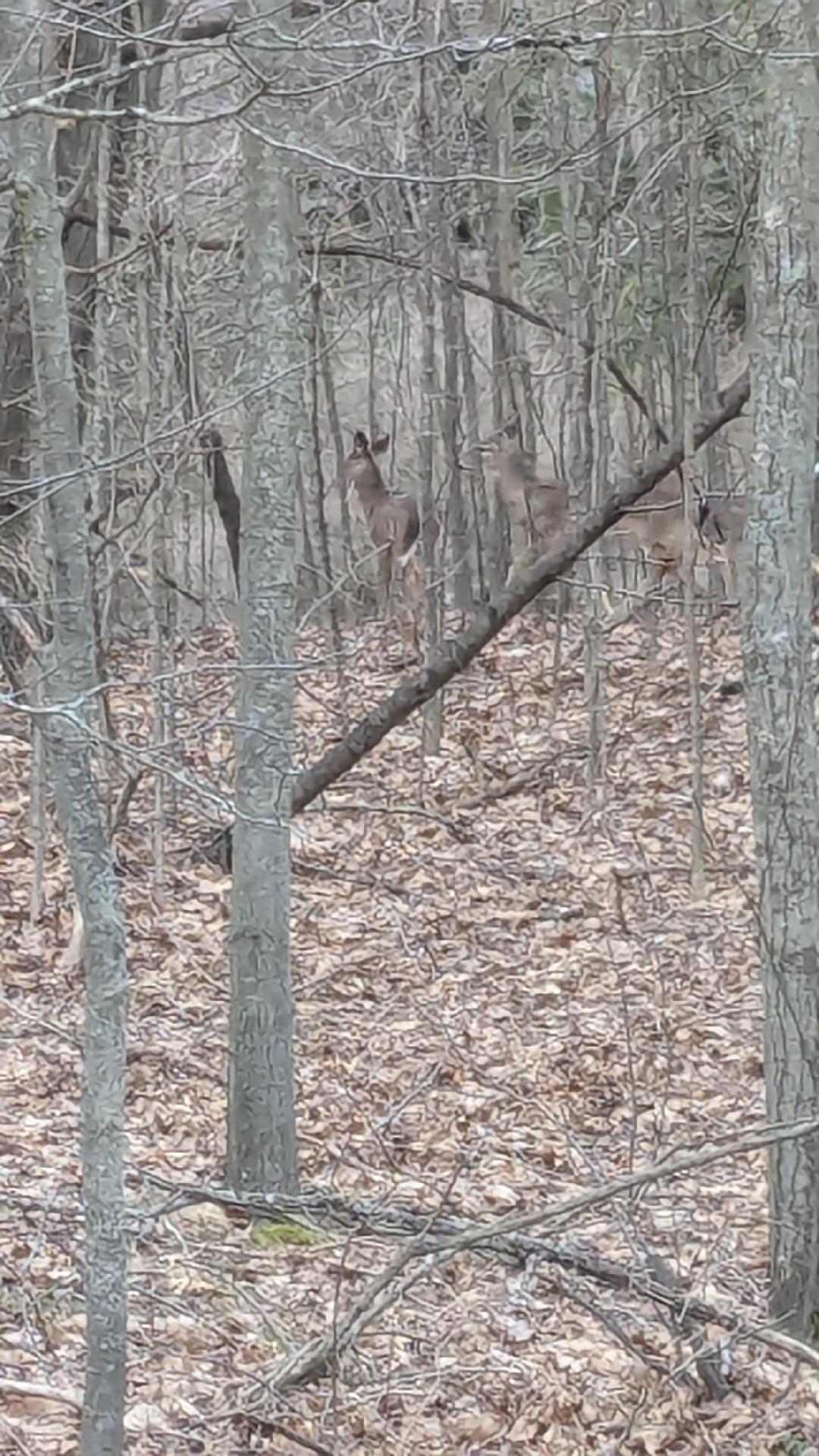 3341 Jungle Inn Road Arcadia, MI 49613 - Photo 31 of 44 Visitor across road