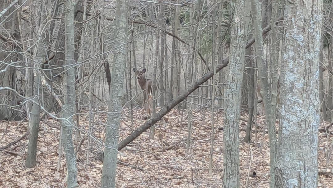 3341 Jungle Inn Road Arcadia, MI 49613 - Photo 32 of 44 Local Visitors!