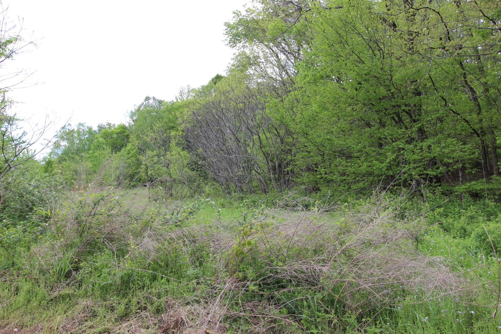 92 Cox Hollow Road Dover, TN 37058 - Photo 12 of 14 Gallery Image 12