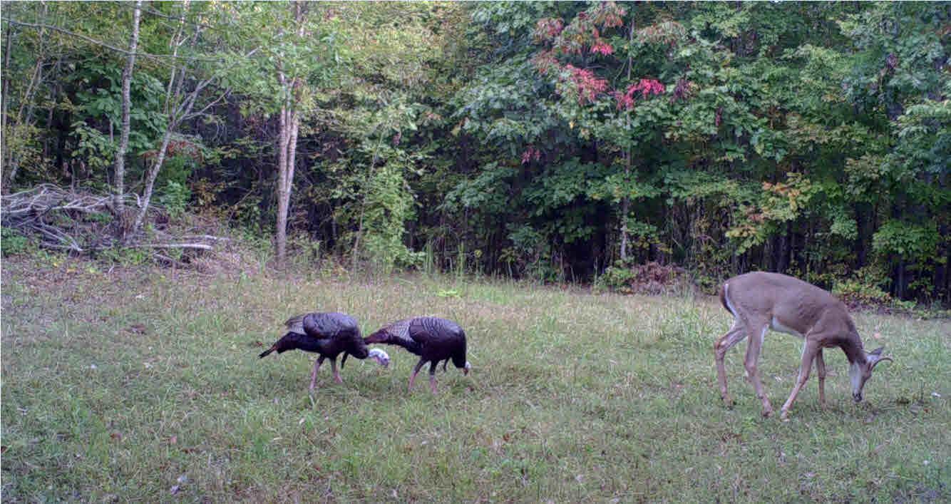 92 Cox Hollow Road Dover, TN 37058 - Photo 10 of 14 Gallery Image 10