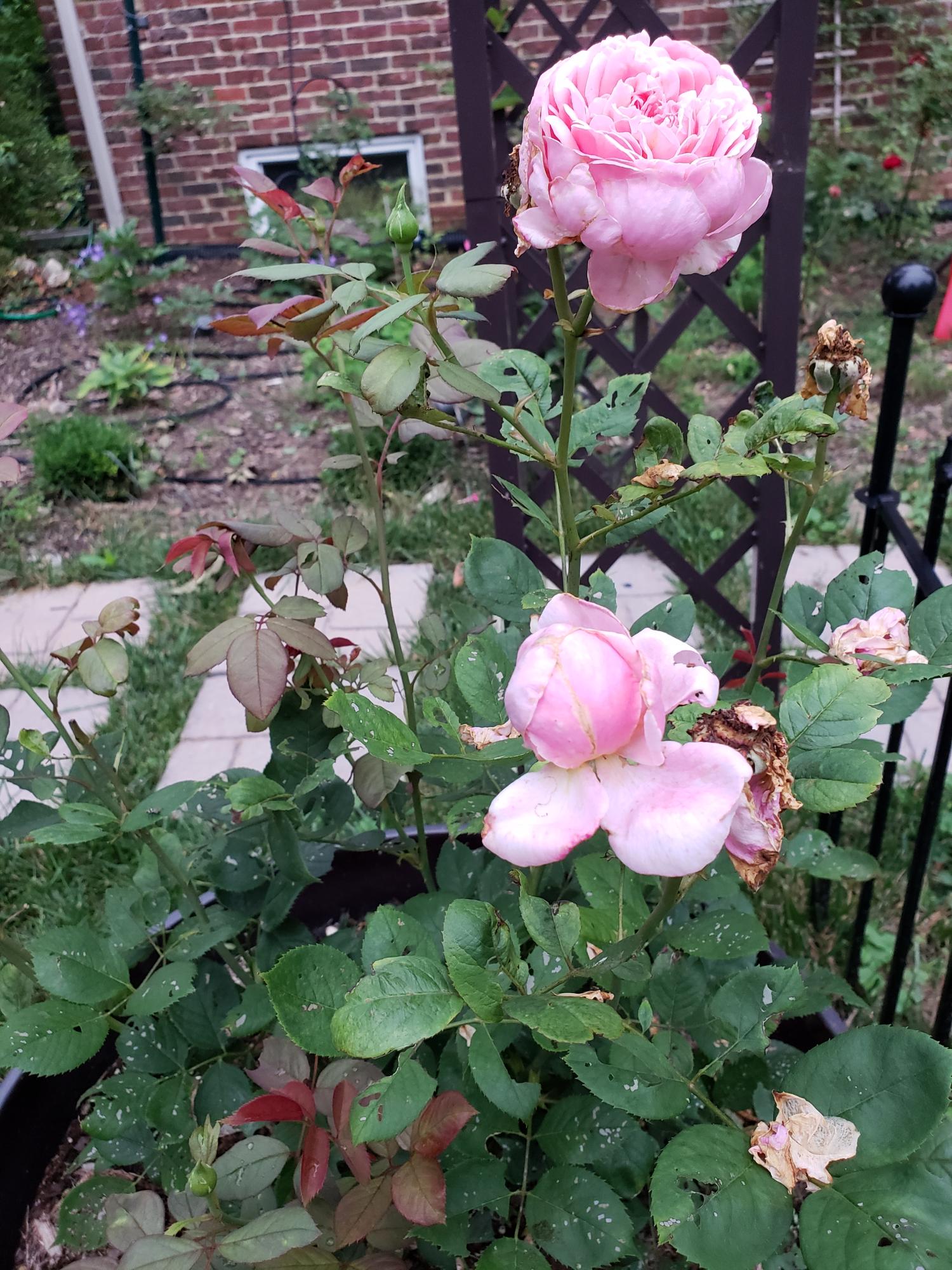 916 Kessler Mill Road Salem, VA 24153 - Photo 40 of 44 roses
