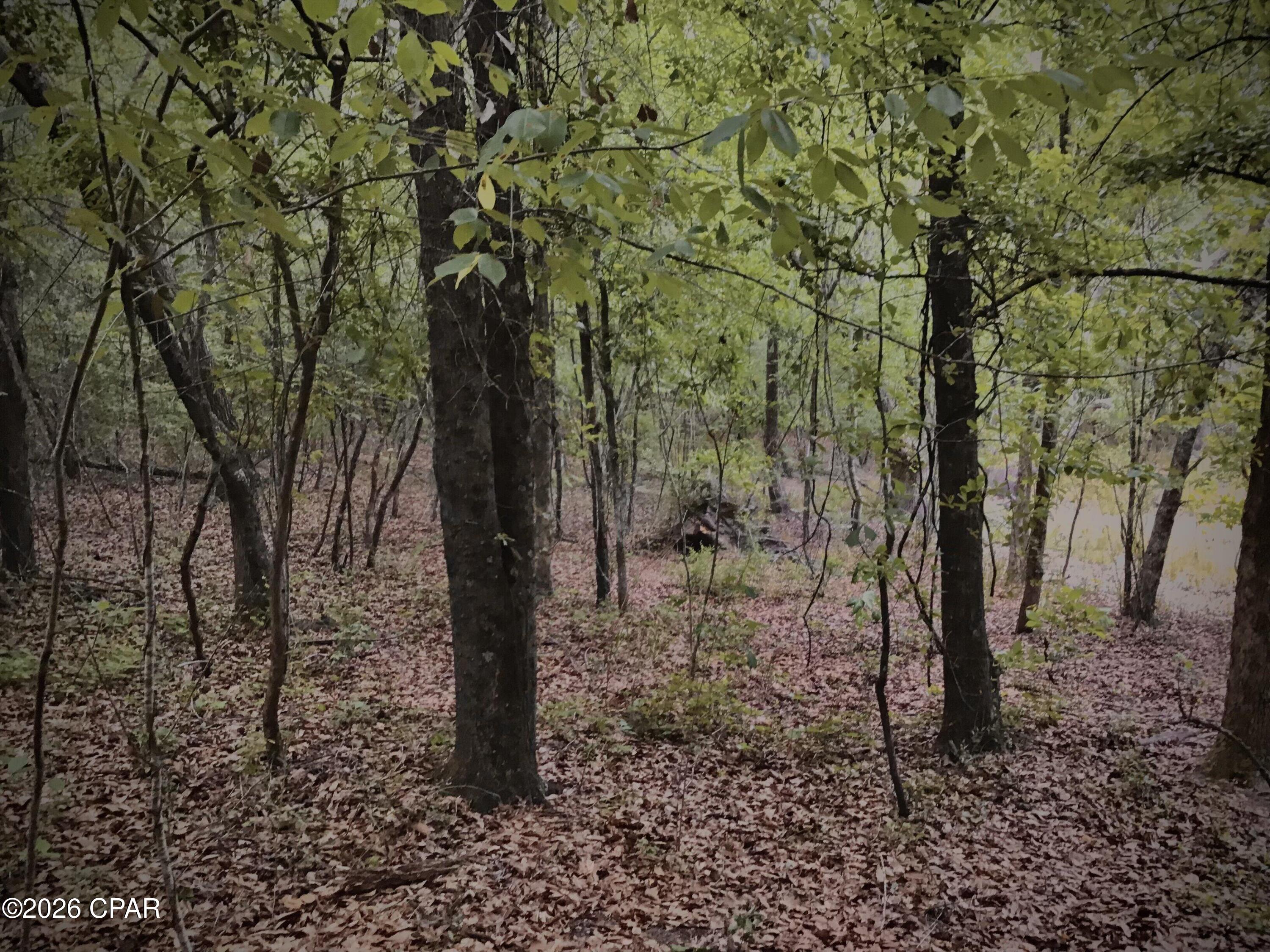 0 Little Zion Road Sneads, FL 32460 - Photo 3 of 13
