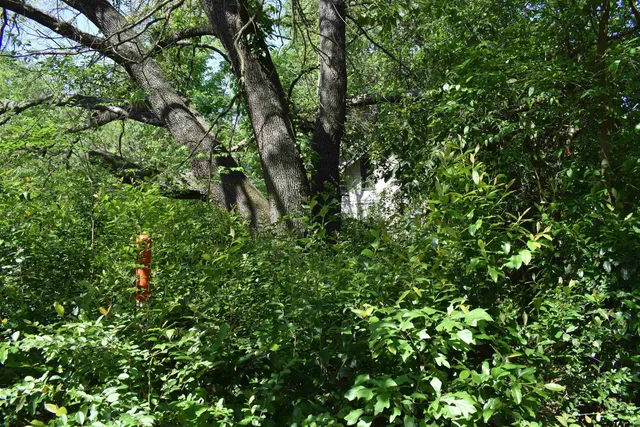 a view of a lush green forest