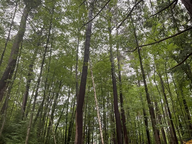 a view of a garden with trees