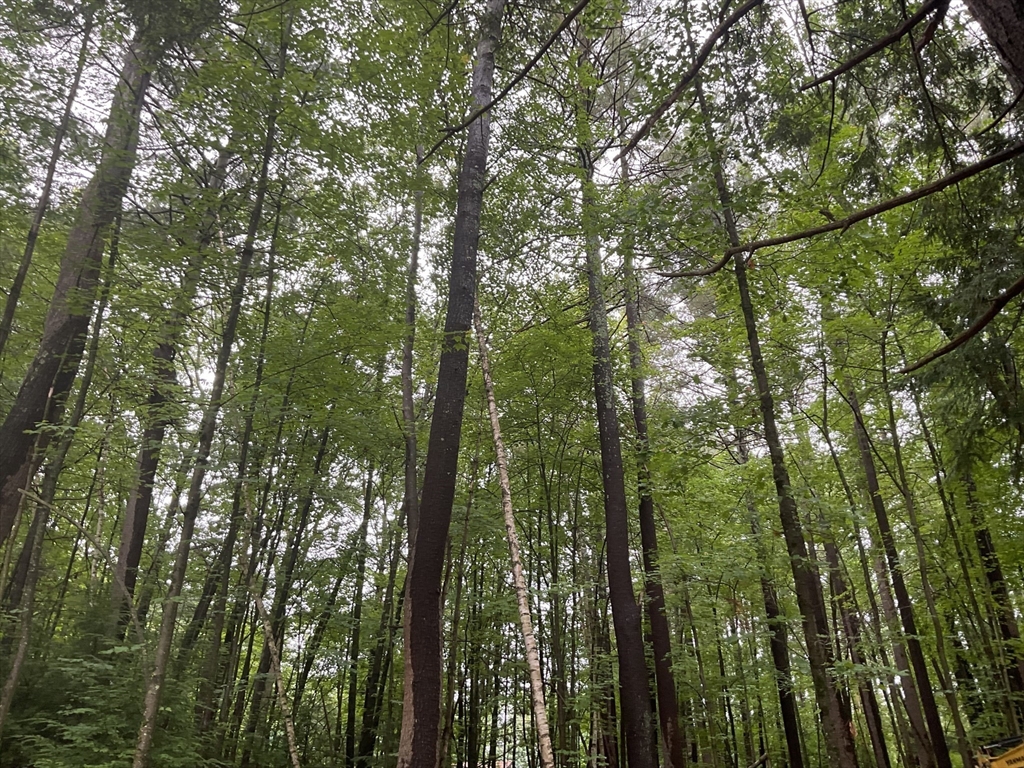 57 White Loaf Road Southampton, MA 01073 - Photo 7 of 19 a view of a forest with trees