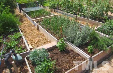 5305 Beckom Street, Unit TAYLOR I Raleigh, NC 27616 - Photo 12 of 15 Rent a space for gardening.