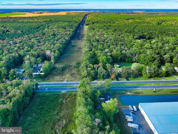 a view of a park with large trees