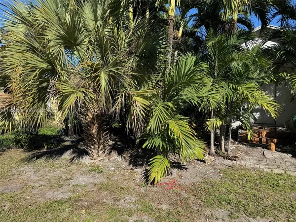 a view of a palm tree