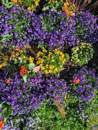 a picture of flowers