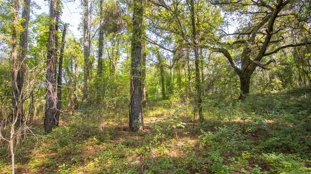 a view of a yard with trees