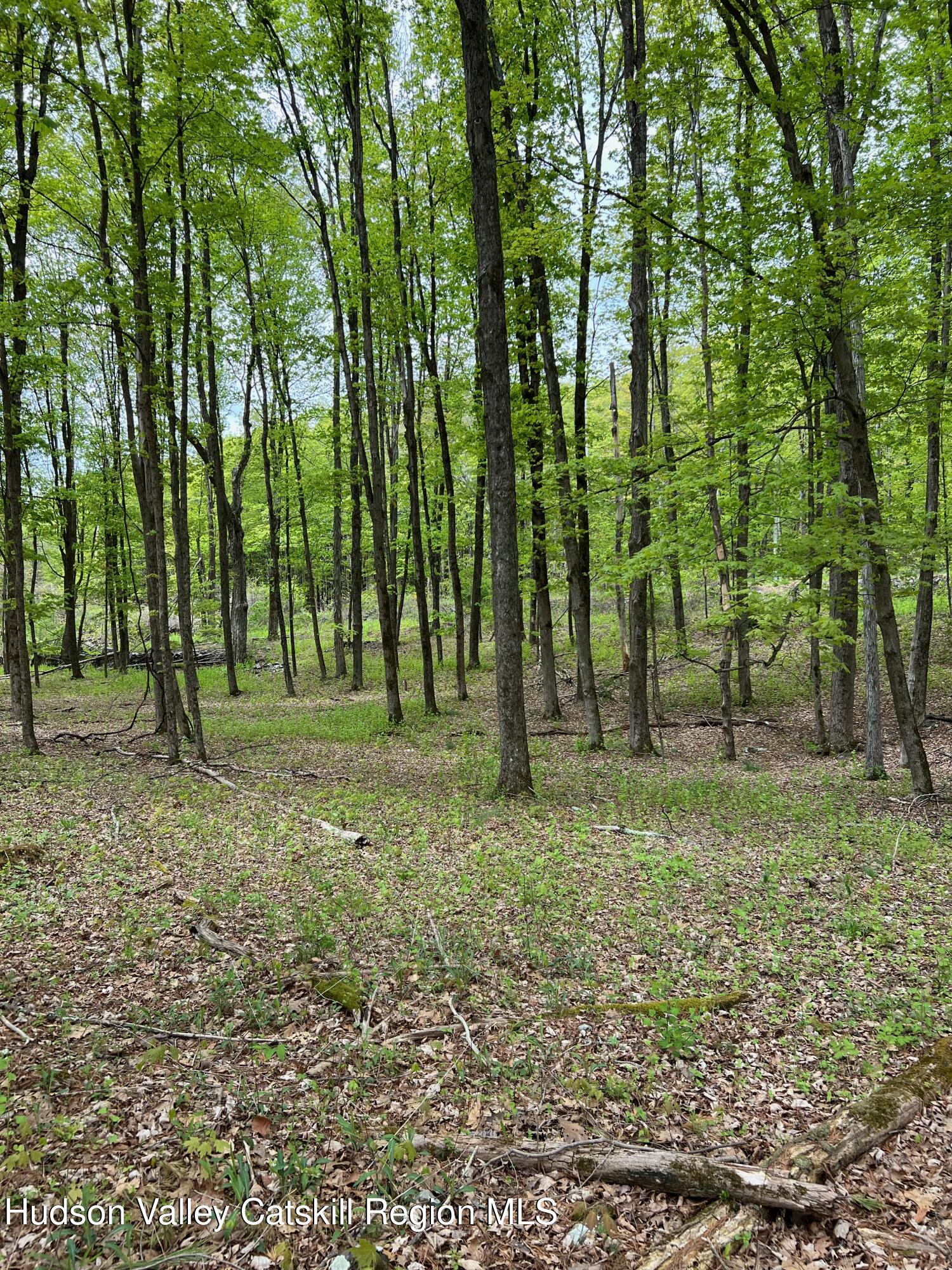 0 Rudolph Weir Jr Road Earlton, NY 12058 - Photo 2 of 12 a view of outdoor space with trees
