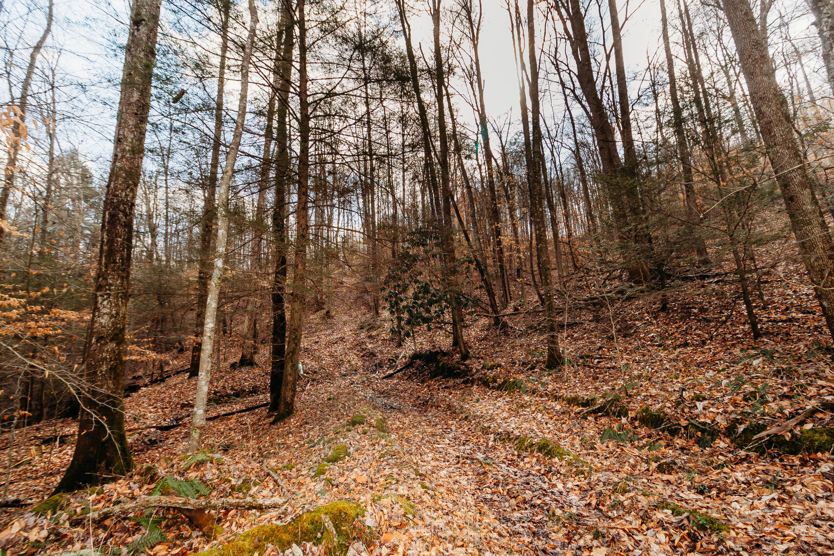 9999-tbd Ratliff Road Frenchburg, KY 40322 - Photo 6 of 19 krp-5