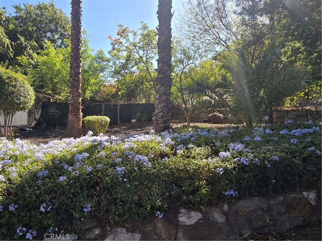 4600 9th Street Riverside, CA 92501 - Photo 16 of 21 a view of a tree in a yard