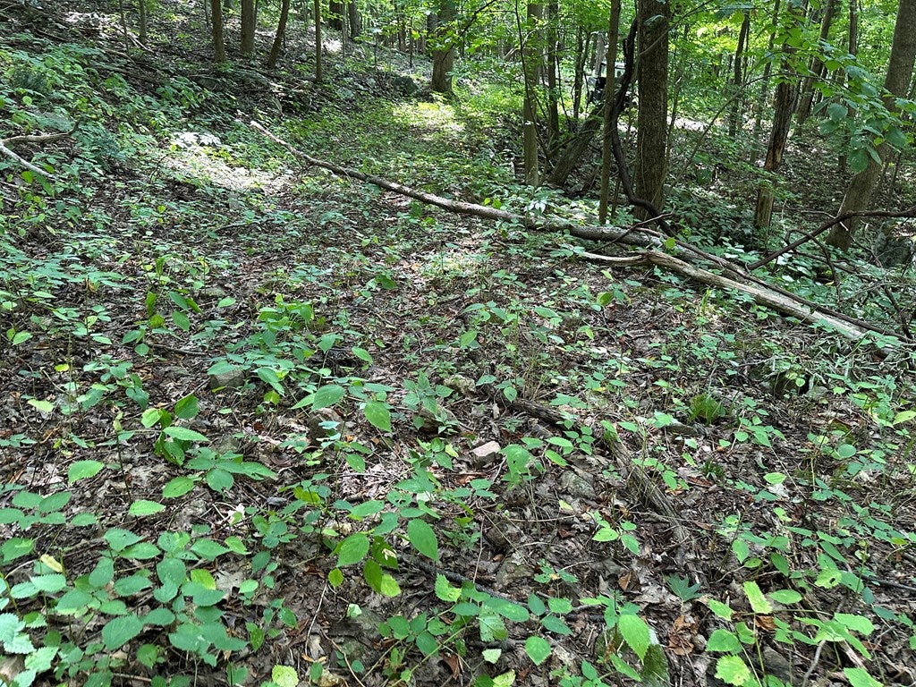 Tbd Blankenship Mountain Road Narrows, VA 24124 - Photo 6 of 10 Gallery Image 6