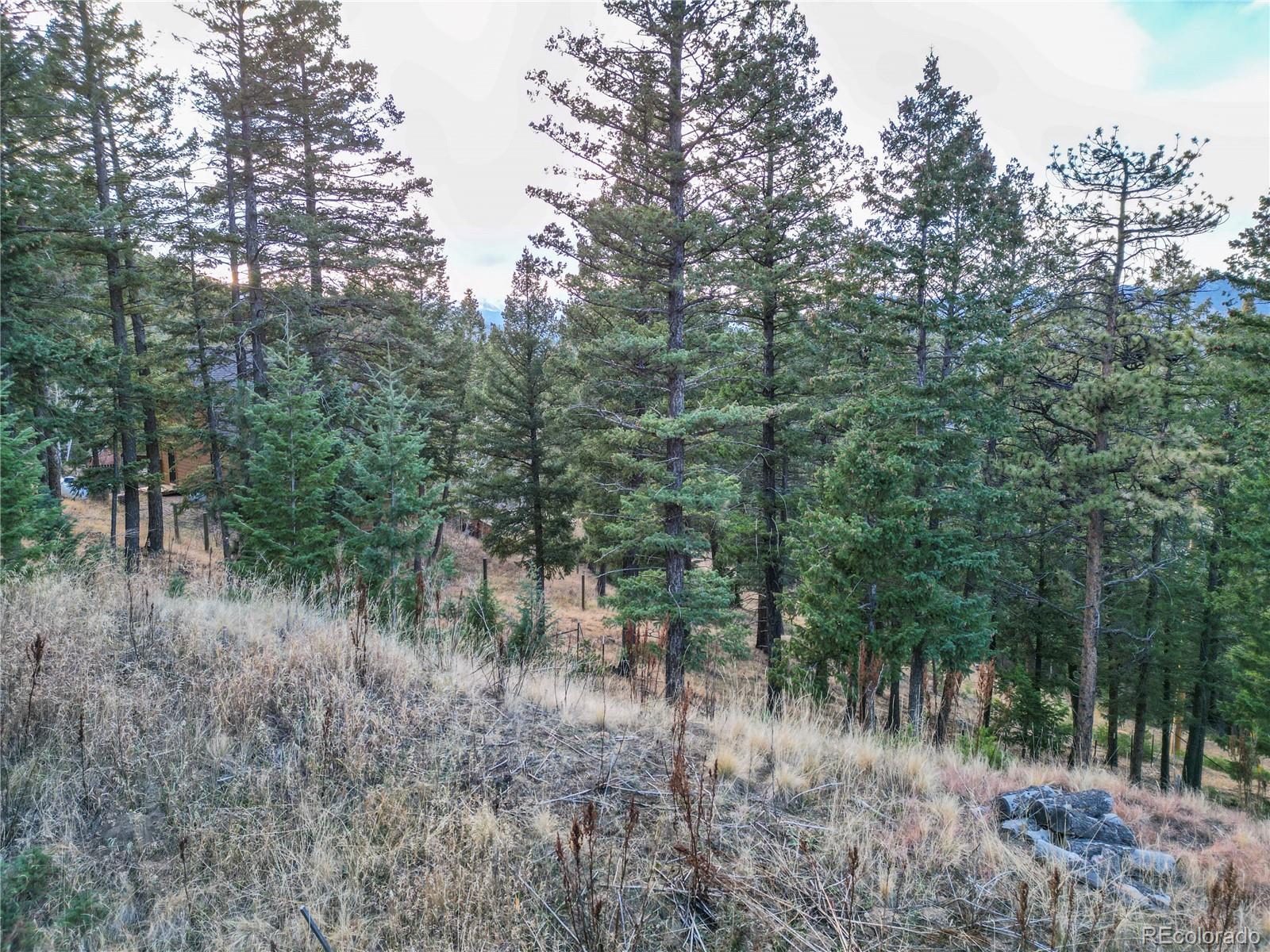 26779 Fern Gulch Road Evergreen, CO 80439 - Photo 12 of 24 a view of a forest filled with trees