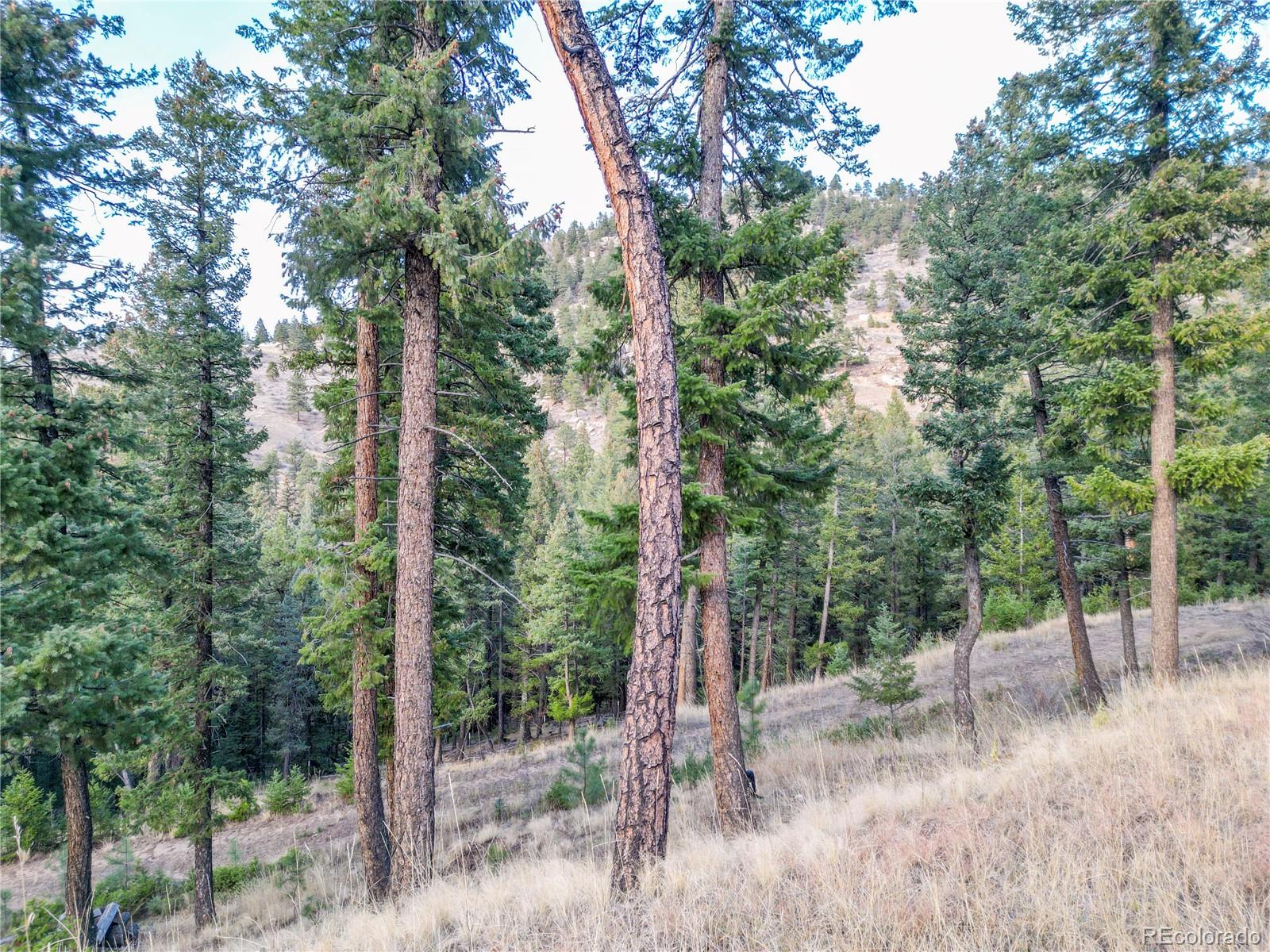 26779 Fern Gulch Road Evergreen, CO 80439 - Photo 13 of 24 a view of a forest filled with trees