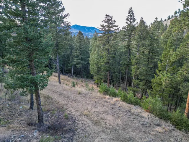 a view of a forest with trees in the background