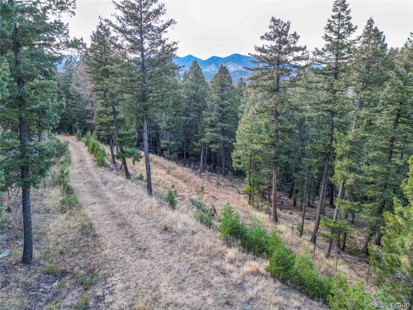 26779 Fern Gulch Road Evergreen, CO 80439 - Photo 15 of 24 a view of a forest with trees