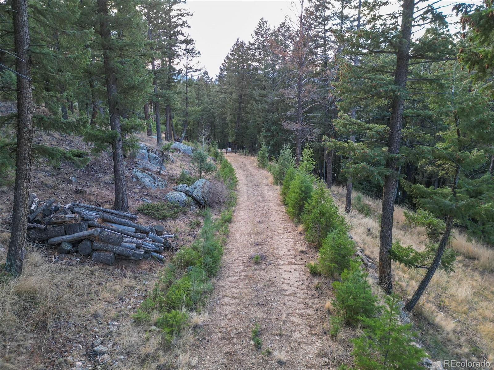 26779 Fern Gulch Road Evergreen, CO 80439 - Photo 16 of 24 a view of a pathway both side of green forest