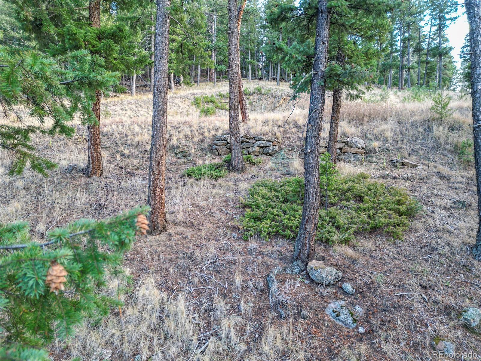 26779 Fern Gulch Road Evergreen, CO 80439 - Photo 19 of 24 a view of a forest with a tree