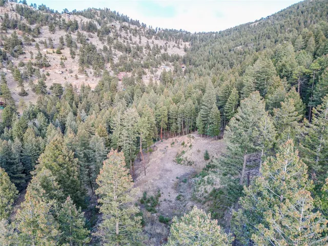 a view of a forest with a mountain