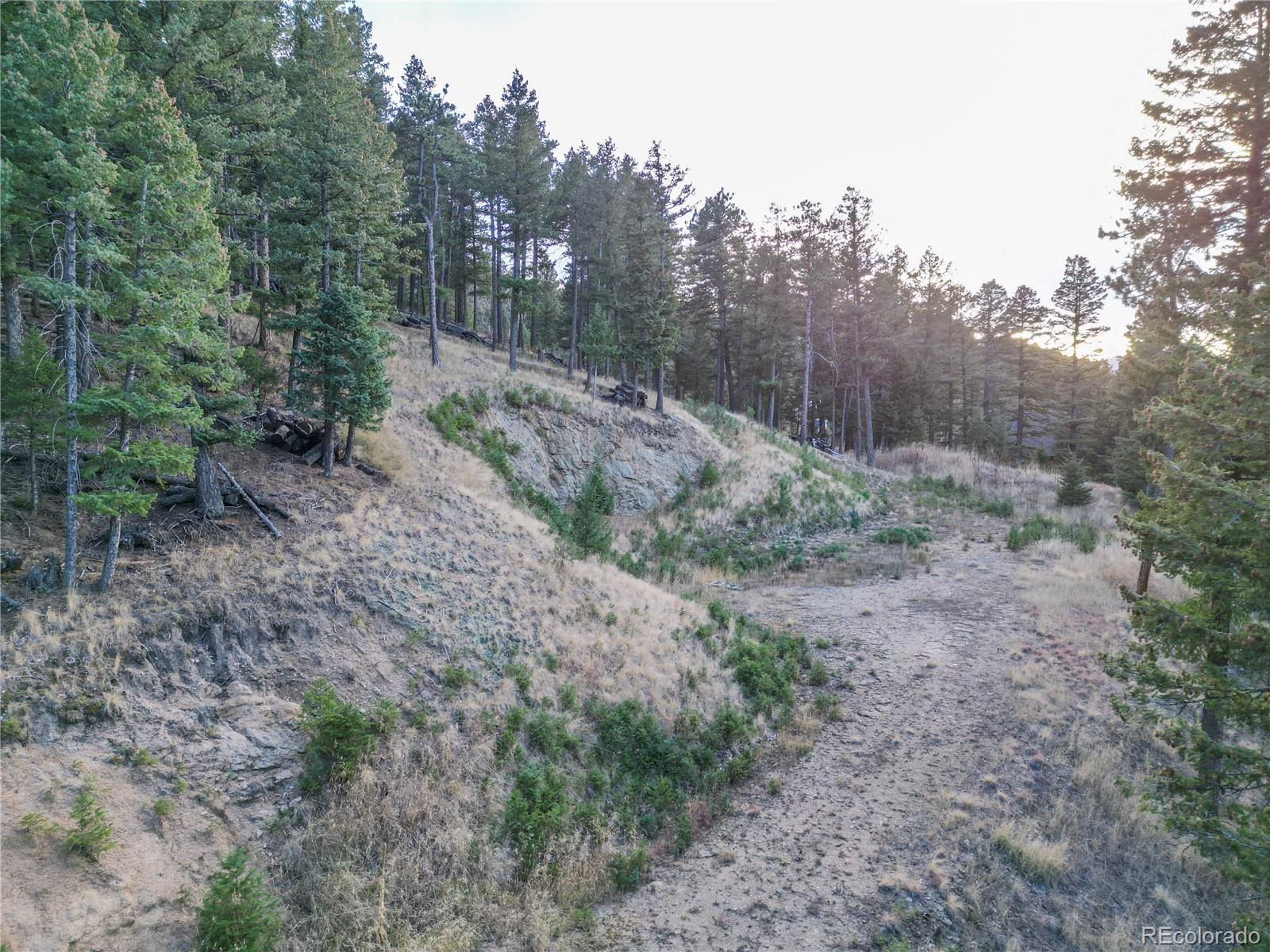 26779 Fern Gulch Road Evergreen, CO 80439 - Photo 5 of 24 a view of a forest with trees in the background
