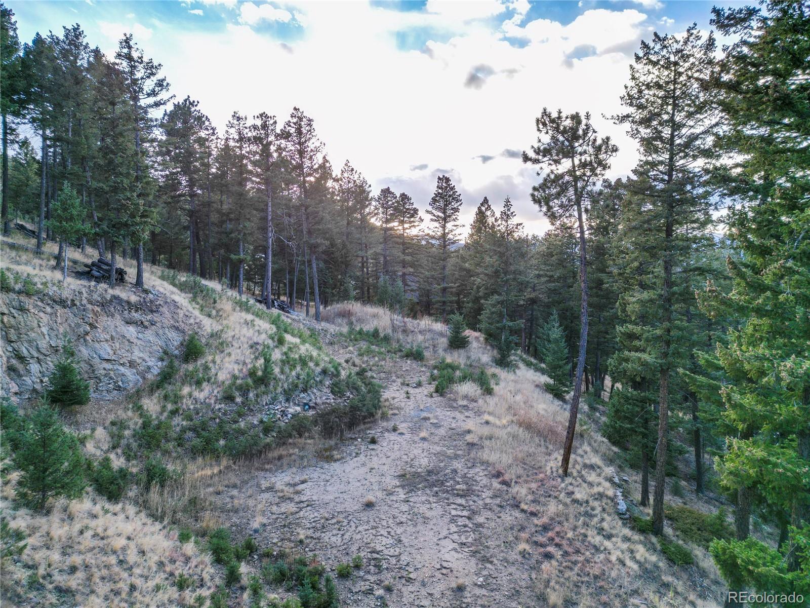26779 Fern Gulch Road Evergreen, CO 80439 - Photo 6 of 24 a view of a forest filled with trees