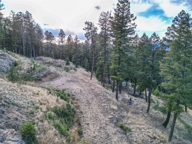 a view of a forest filled with trees