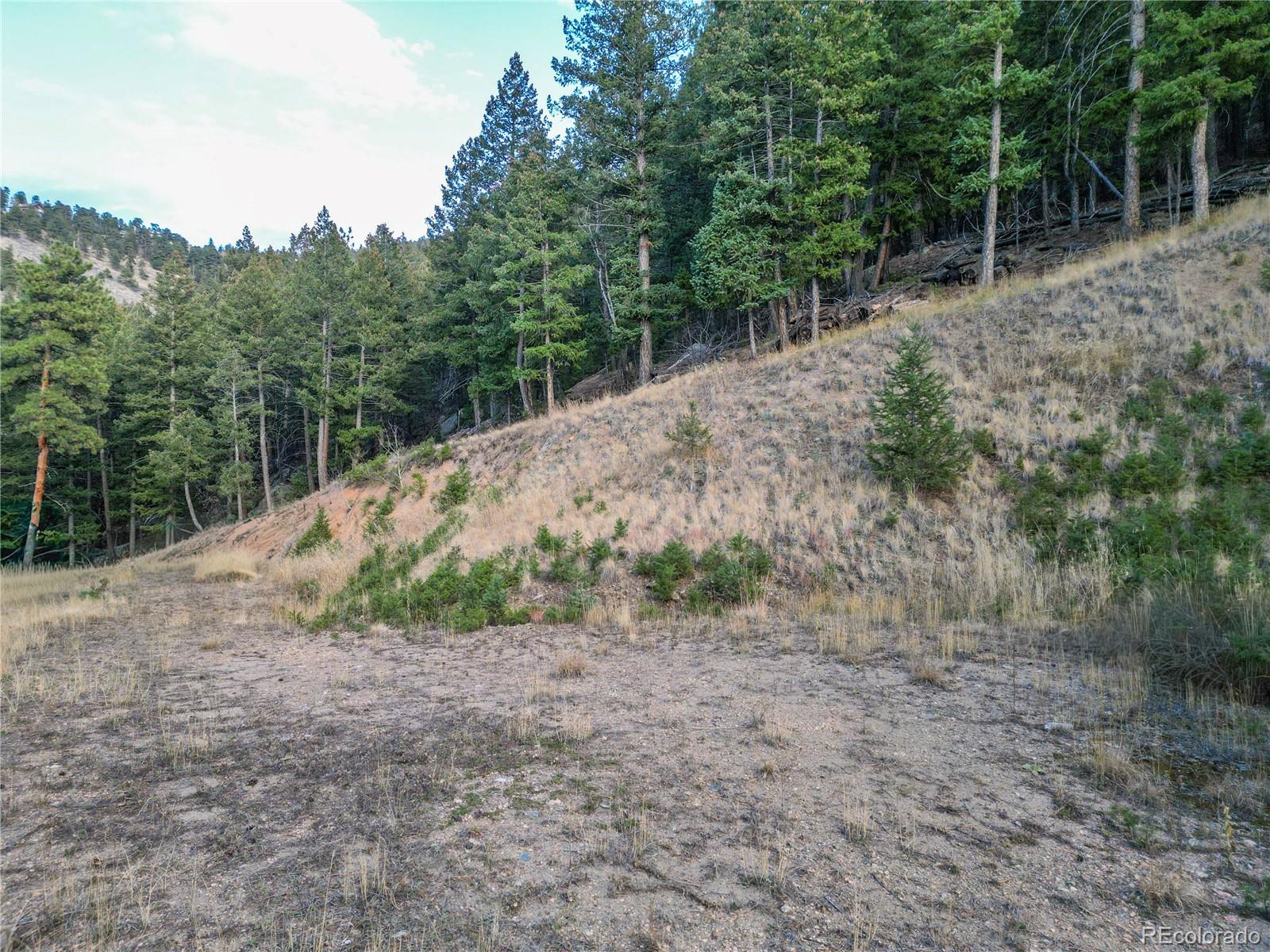 26779 Fern Gulch Road Evergreen, CO 80439 - Photo 9 of 24 a view of a dry yard with trees in the background