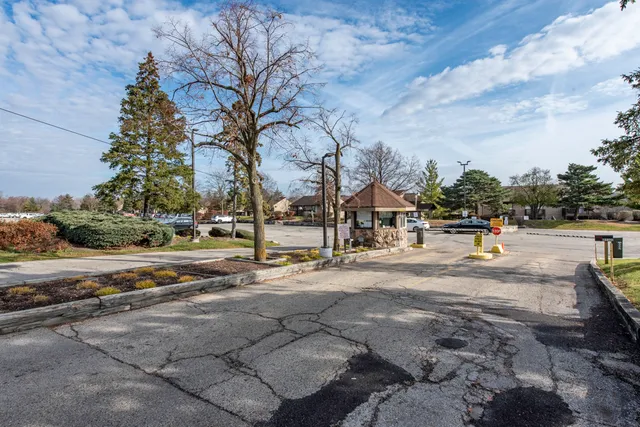 a street view with large trees