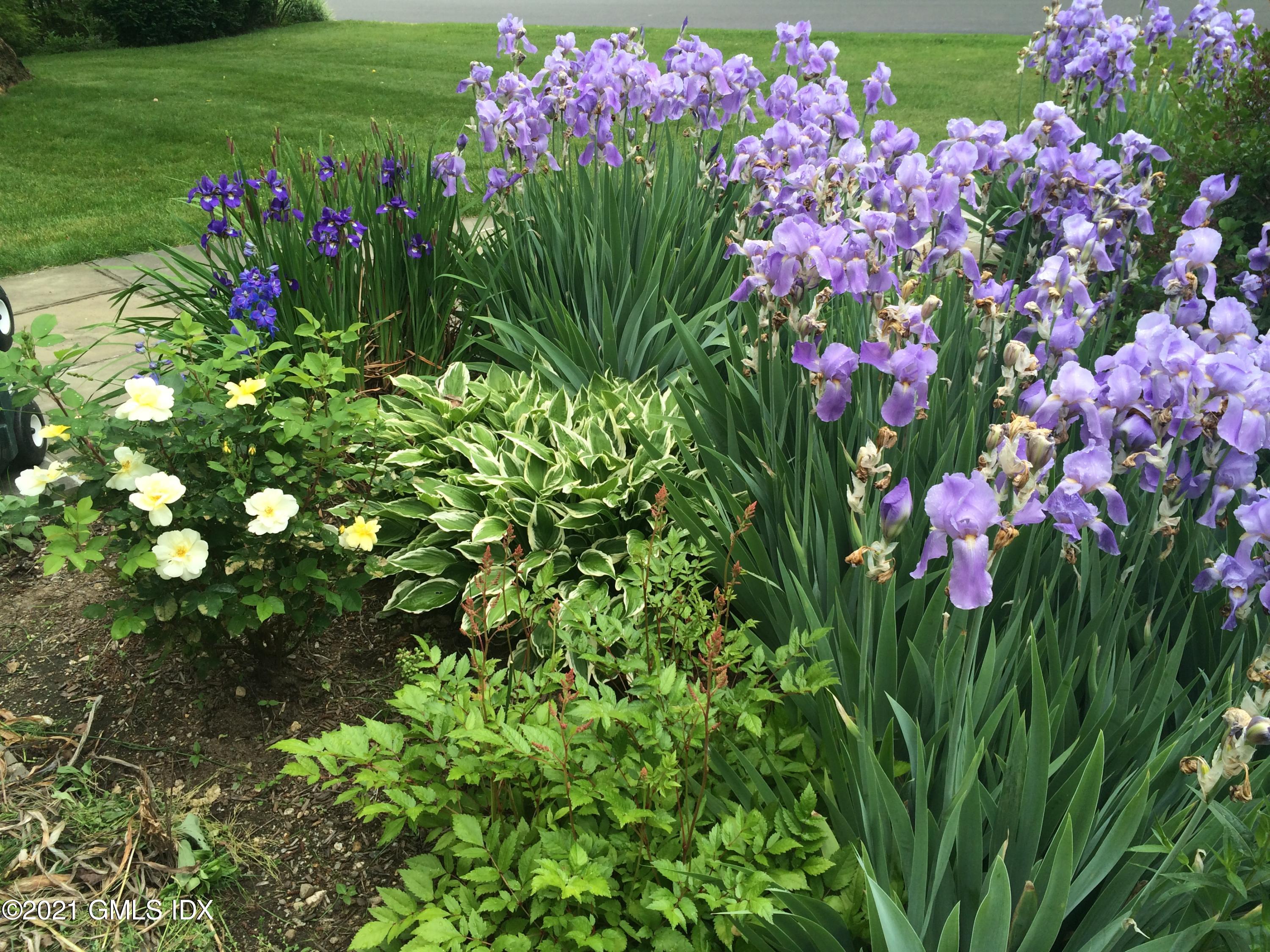 3 Old Wagon Road Old Greenwich, CT 06870 - Photo 21 of 37 a view of a flower in a garden