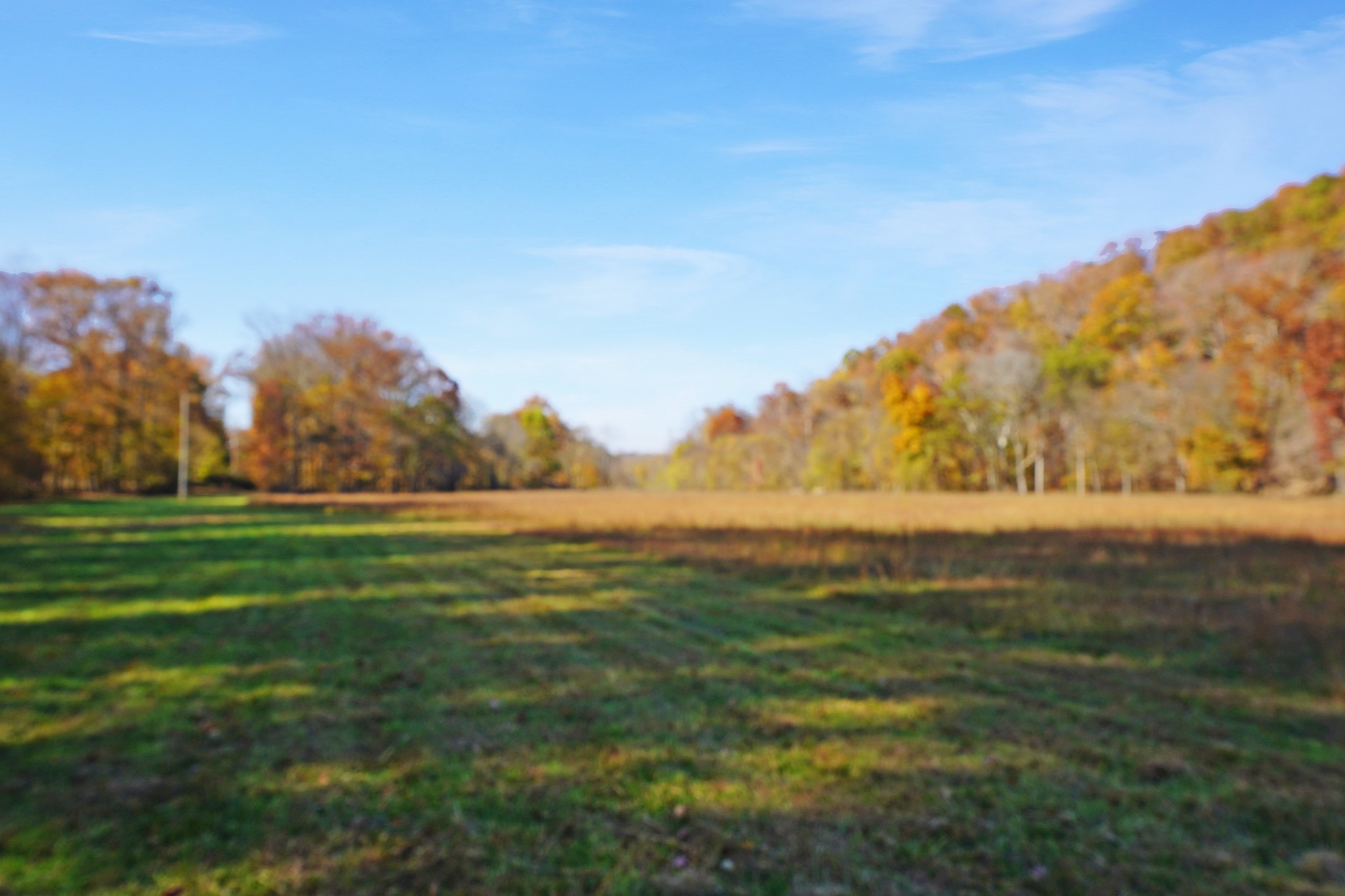 a view of yard with large trees
