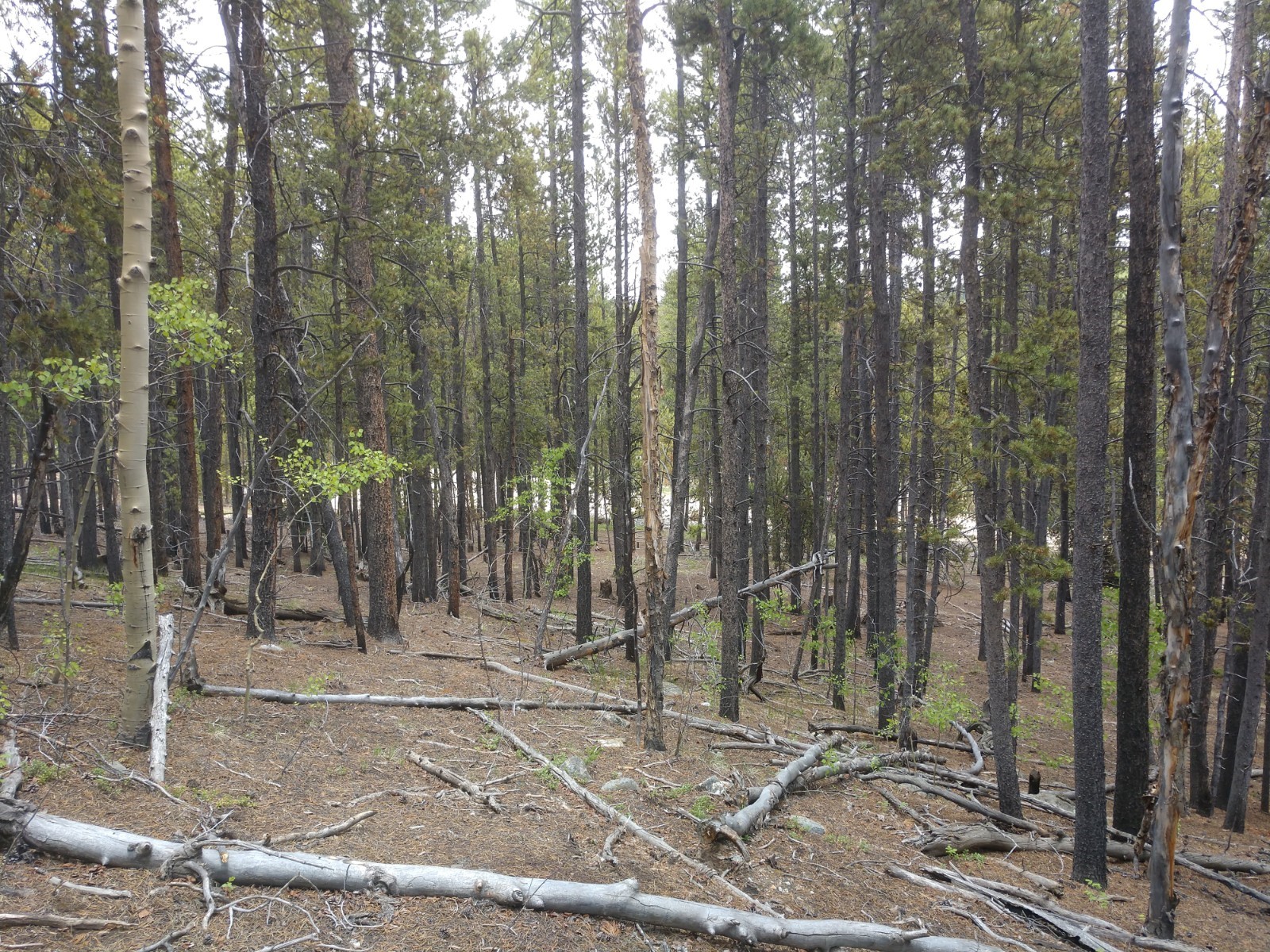 317 Skidoo Road Fairplay, CO 80440 - Photo 29 of 31 Gallery Image 29