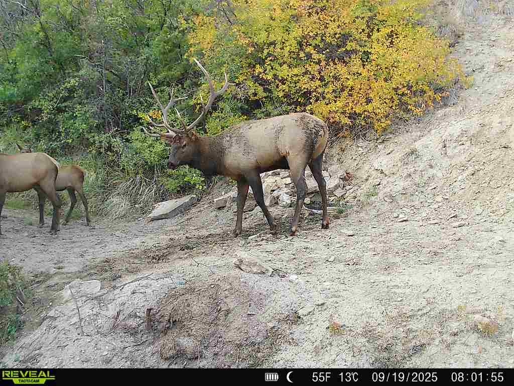 0 X West 1/2 Road De Beque, CO 81630 - Photo 16 of 40 a view of a yard