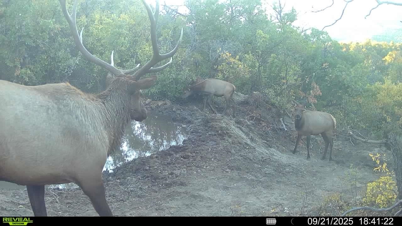 0 X West 1/2 Road De Beque, CO 81630 - Photo 17 of 40 a view of a room with a trees