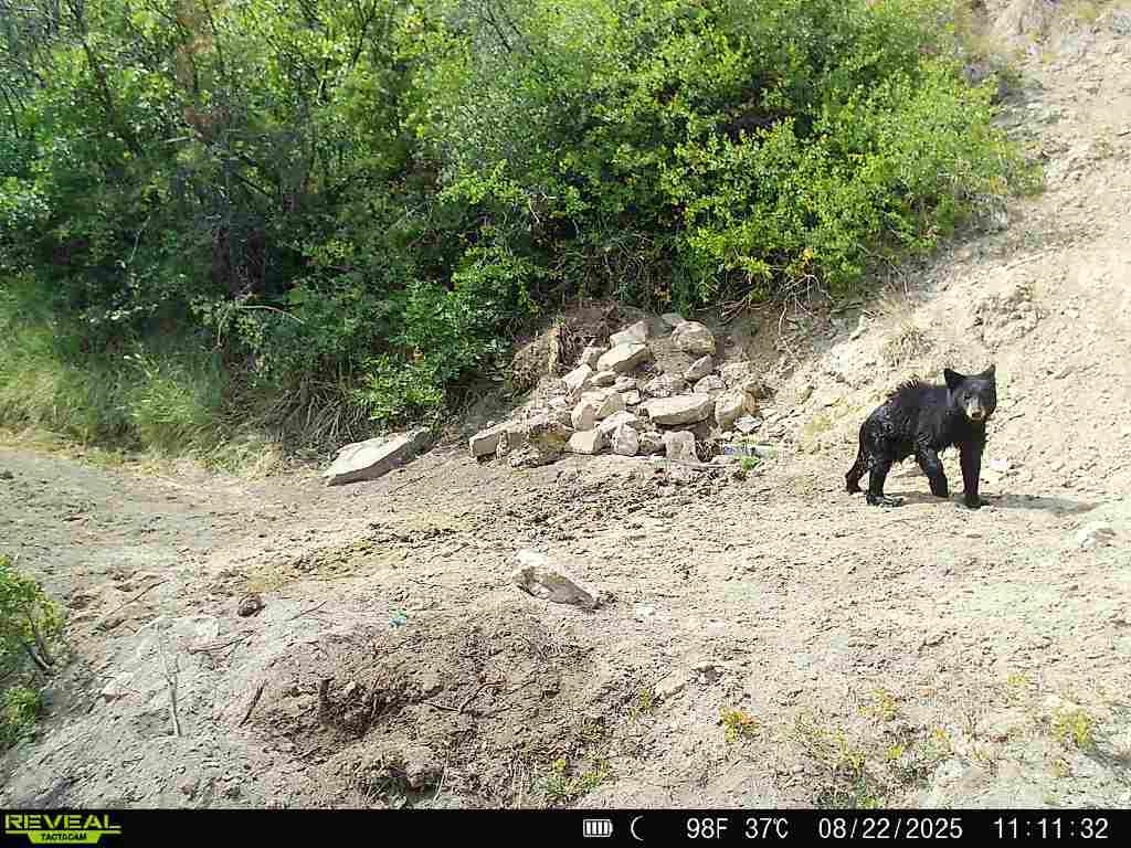 0 X West 1/2 Road De Beque, CO 81630 - Photo 24 of 40 a view of a dry yard with trees