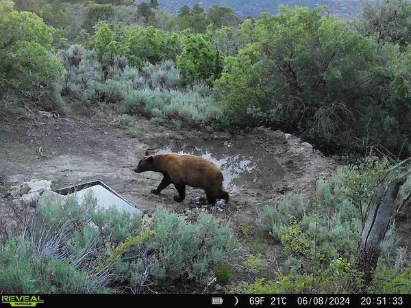 a view of a dry field with mountains in the background