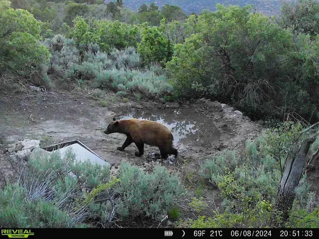 a view of a dry field with mountains in the background