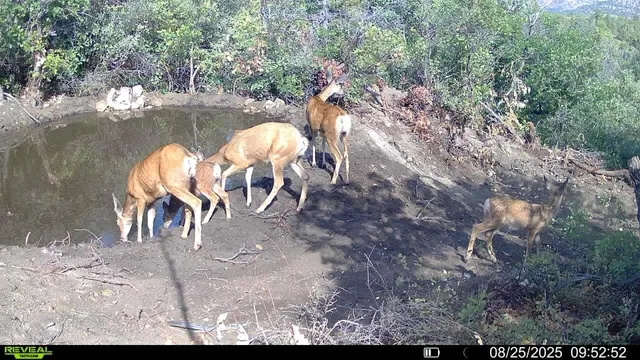 a view of a pathway with a yard