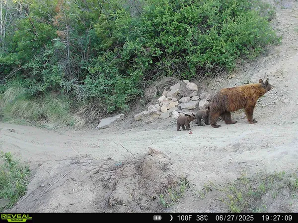 a view of a dry yard
