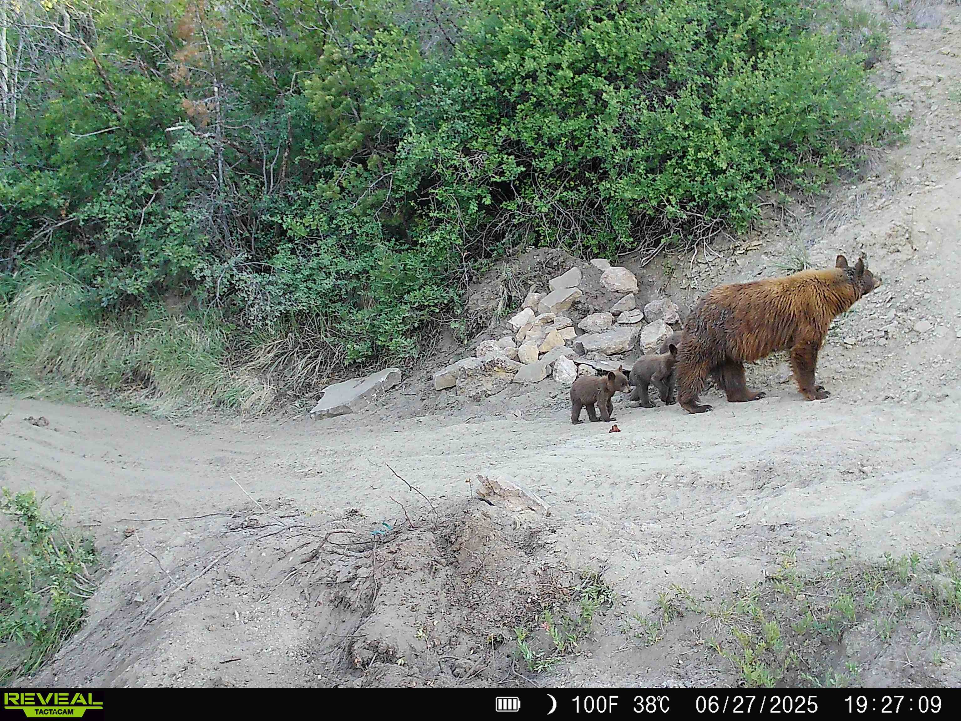 0 X West 1/2 Road De Beque, CO 81630 - Photo 6 of 40 a view of a backyard with large trees