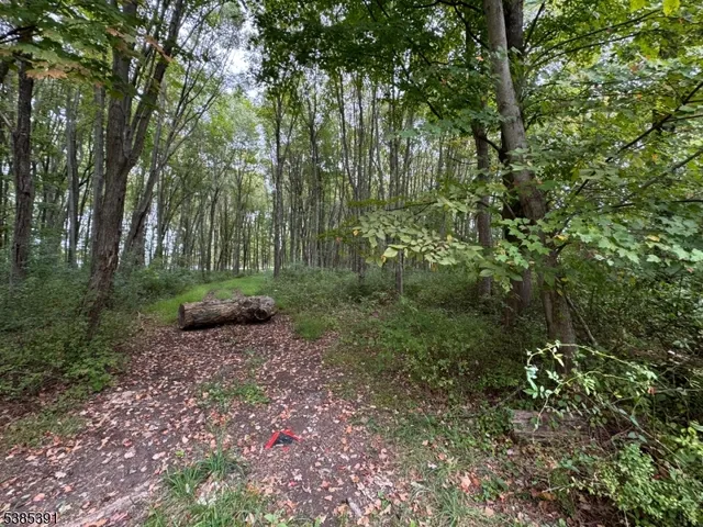 a view of a park with large trees