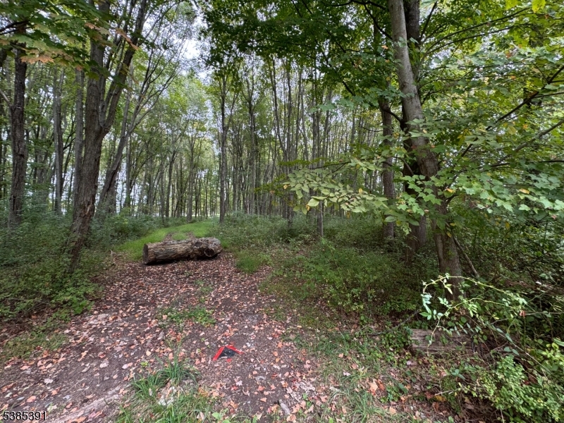 0 South 4 Bridges Road Chester, NJ 07930 - Photo 3 of 4 a view of a park with large trees