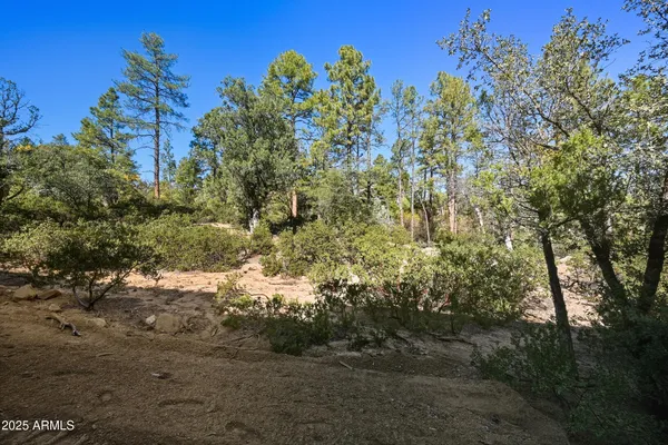 a view of a yard with a tree